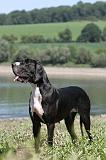DOGUE ALLEMAND 156